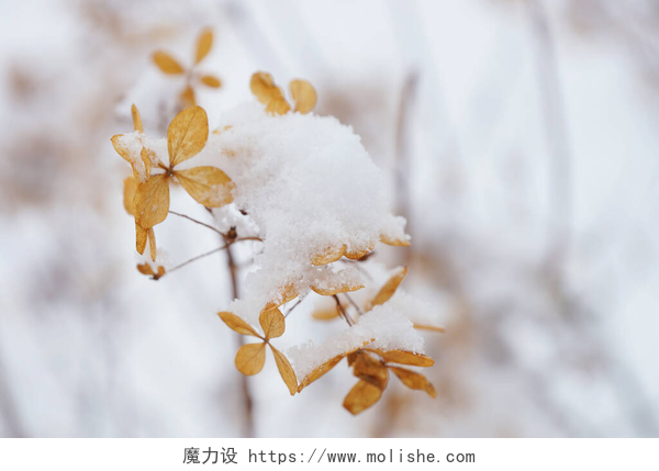 冬季干枯的黄水仙花冬季干枯的黄水仙花